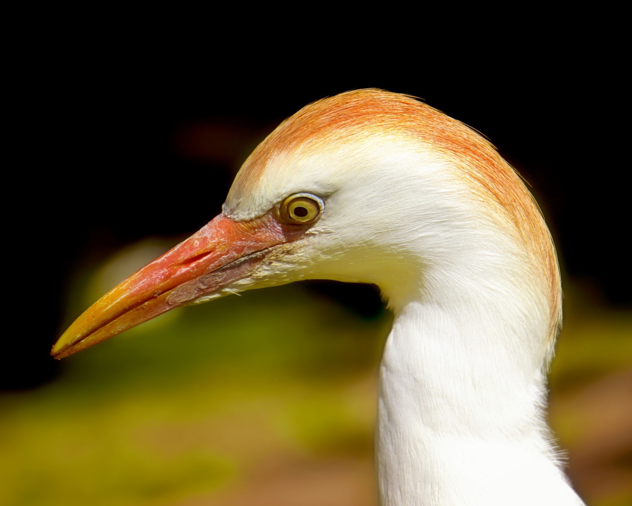 Голова цапли с острым клювом 