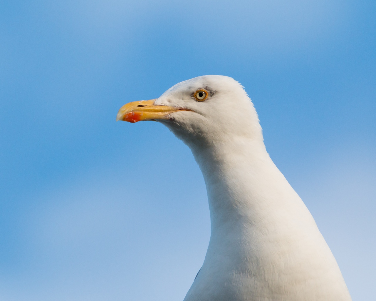 Голова белой чайки на фоне голубого неба 