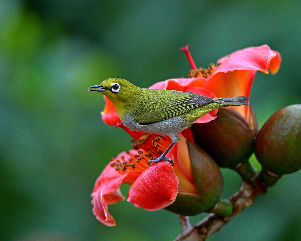 Японская Белоглазка сидит на красном цветке 