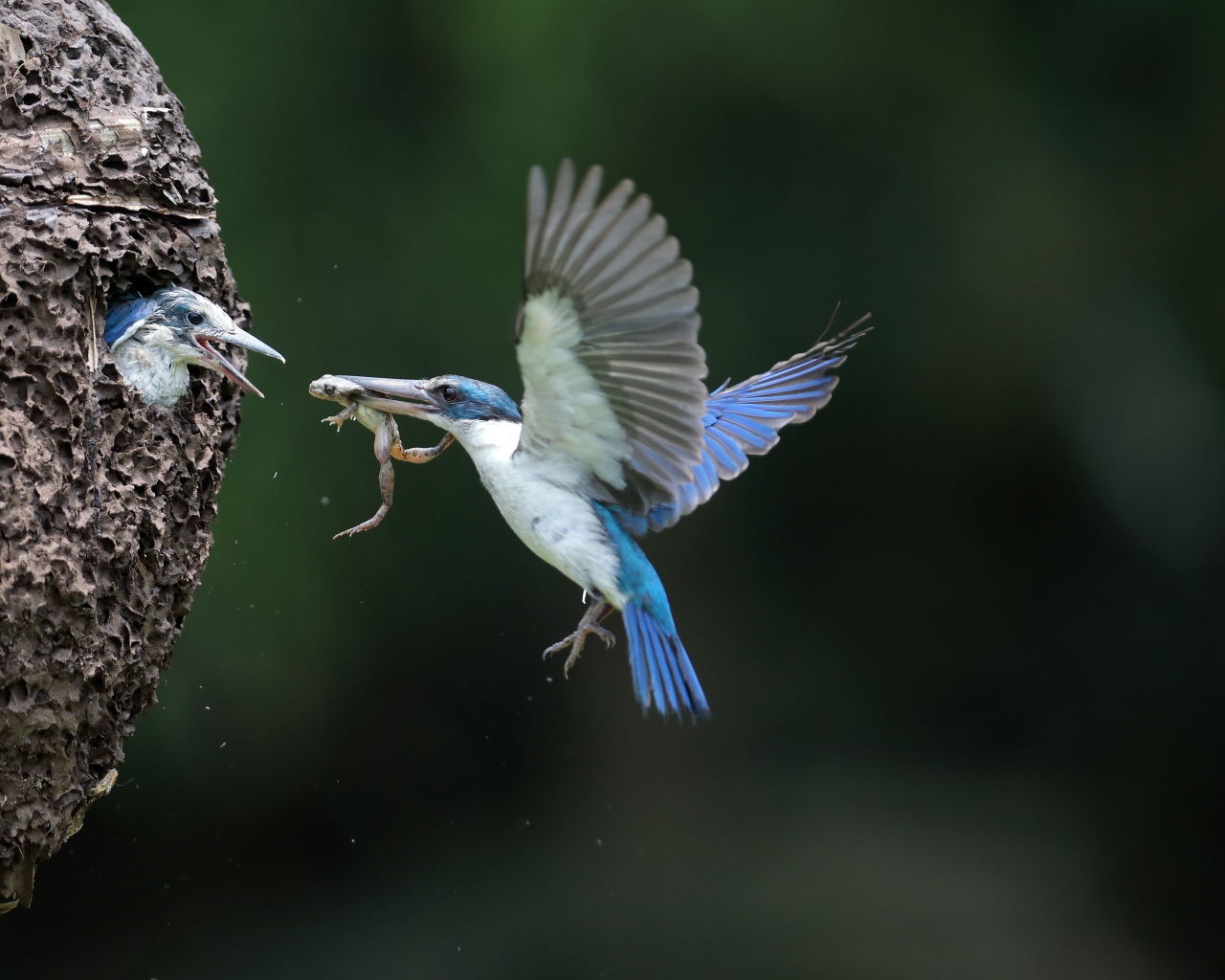 Kingfisher bird feeds the chicks in the nest