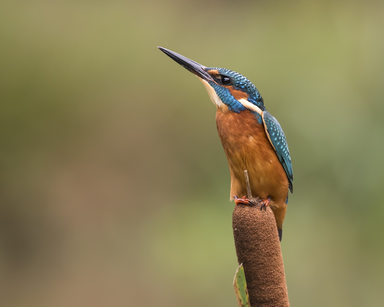 Птица зимородок сидит на камыше
