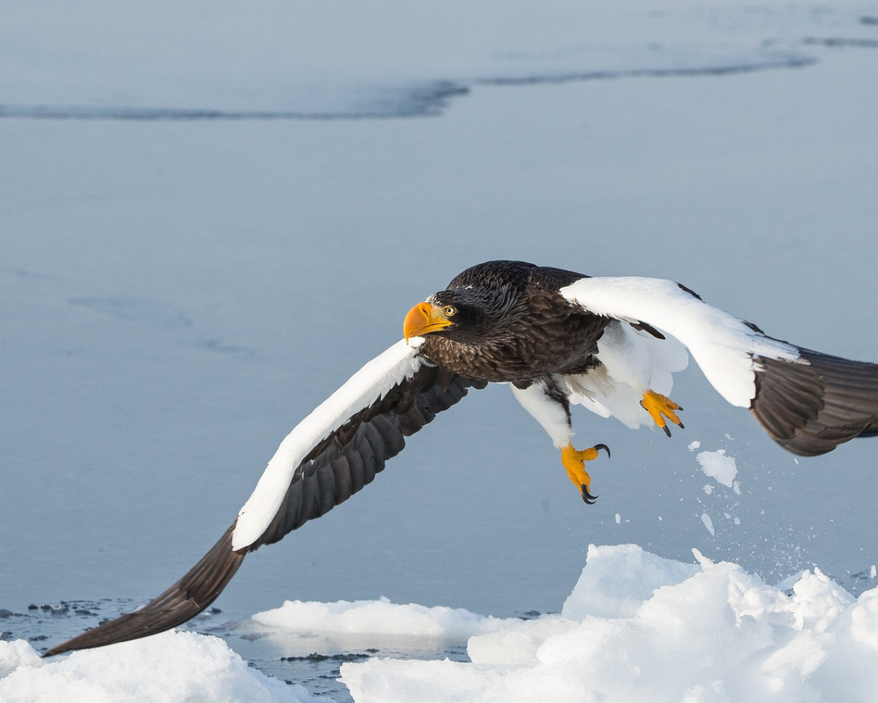 Большая хищная птица над заледеневшей рекой