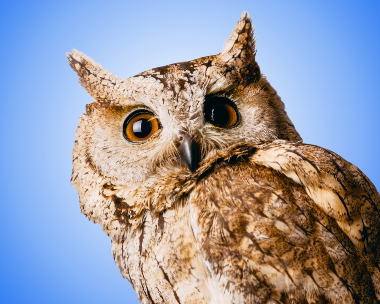 Большая серая сова на голубом фоне