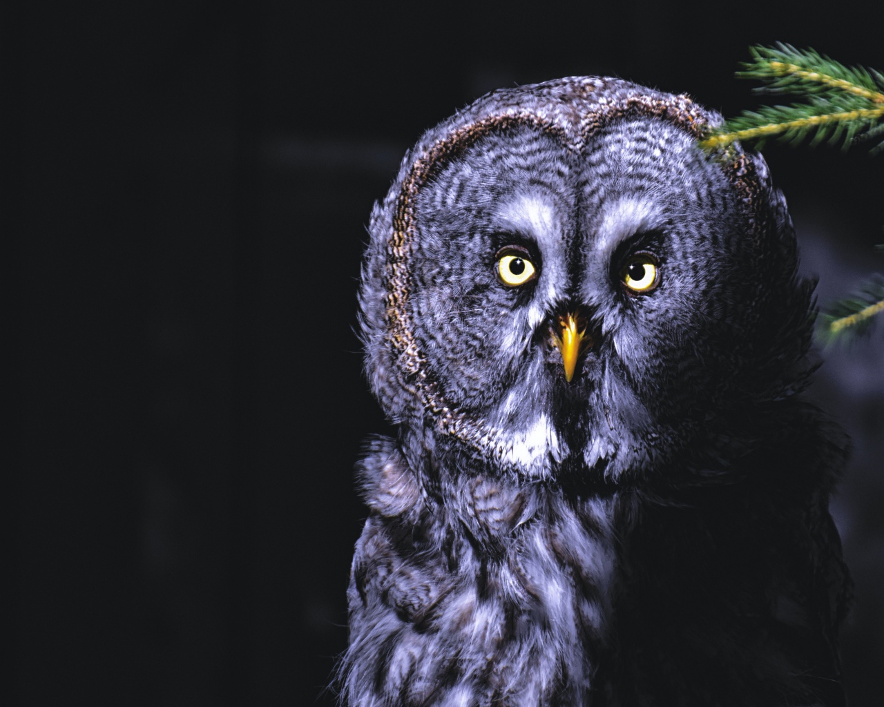 Большая серая сова с желтыми глазами на ветке ночью 