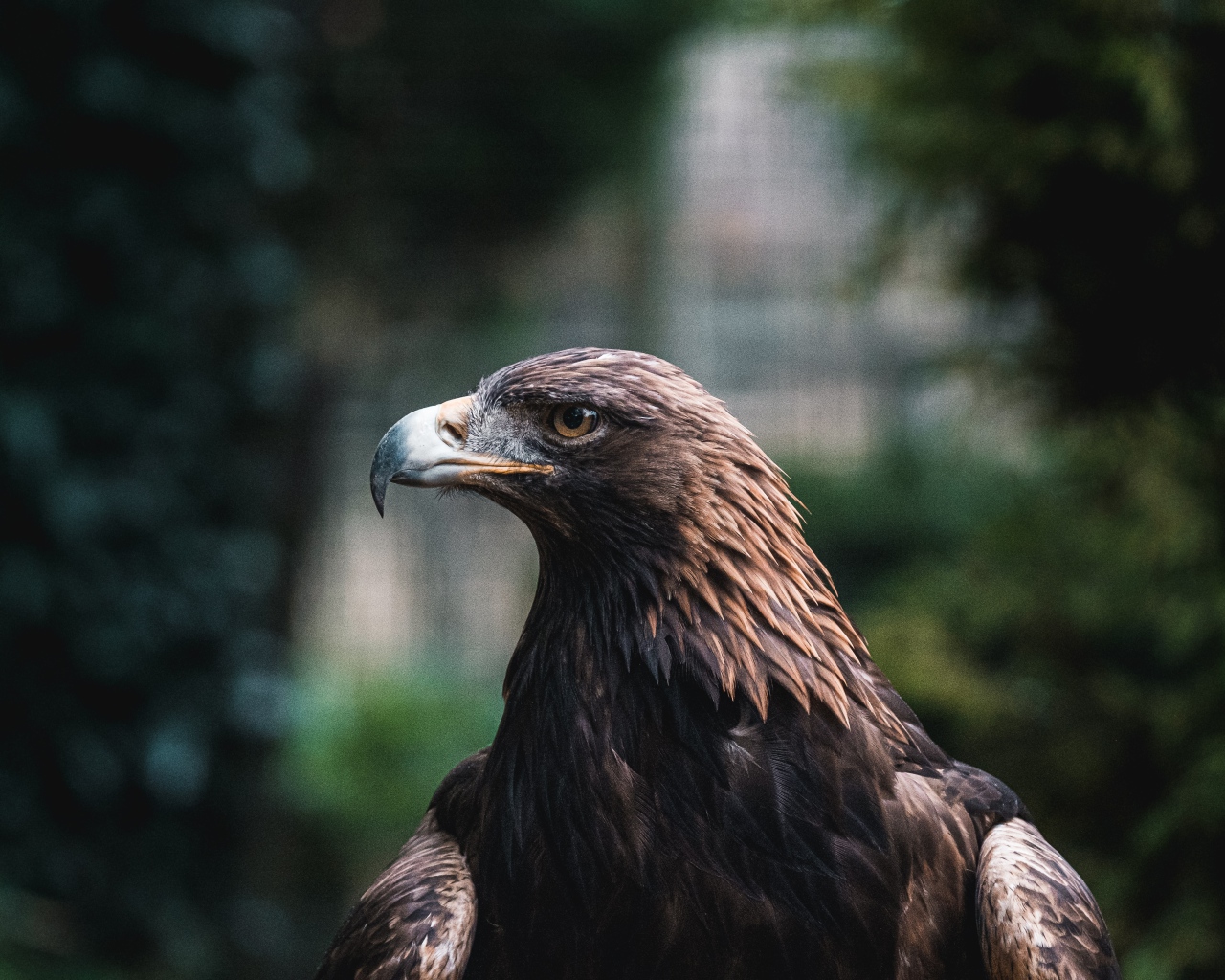 Большой хищный беркут с острым клювом