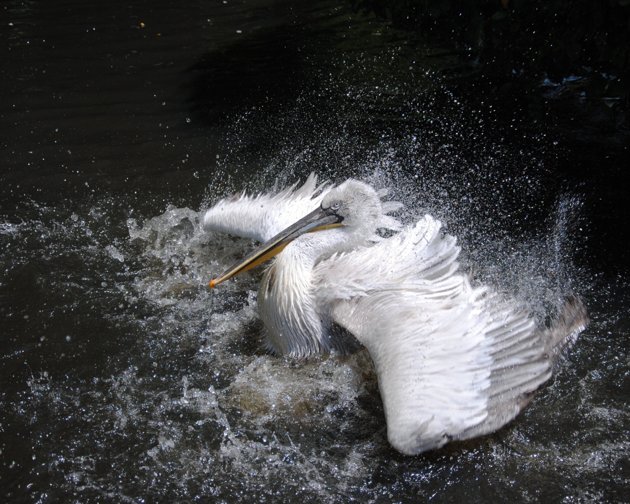 Большой белый пеликан плескается в воде 