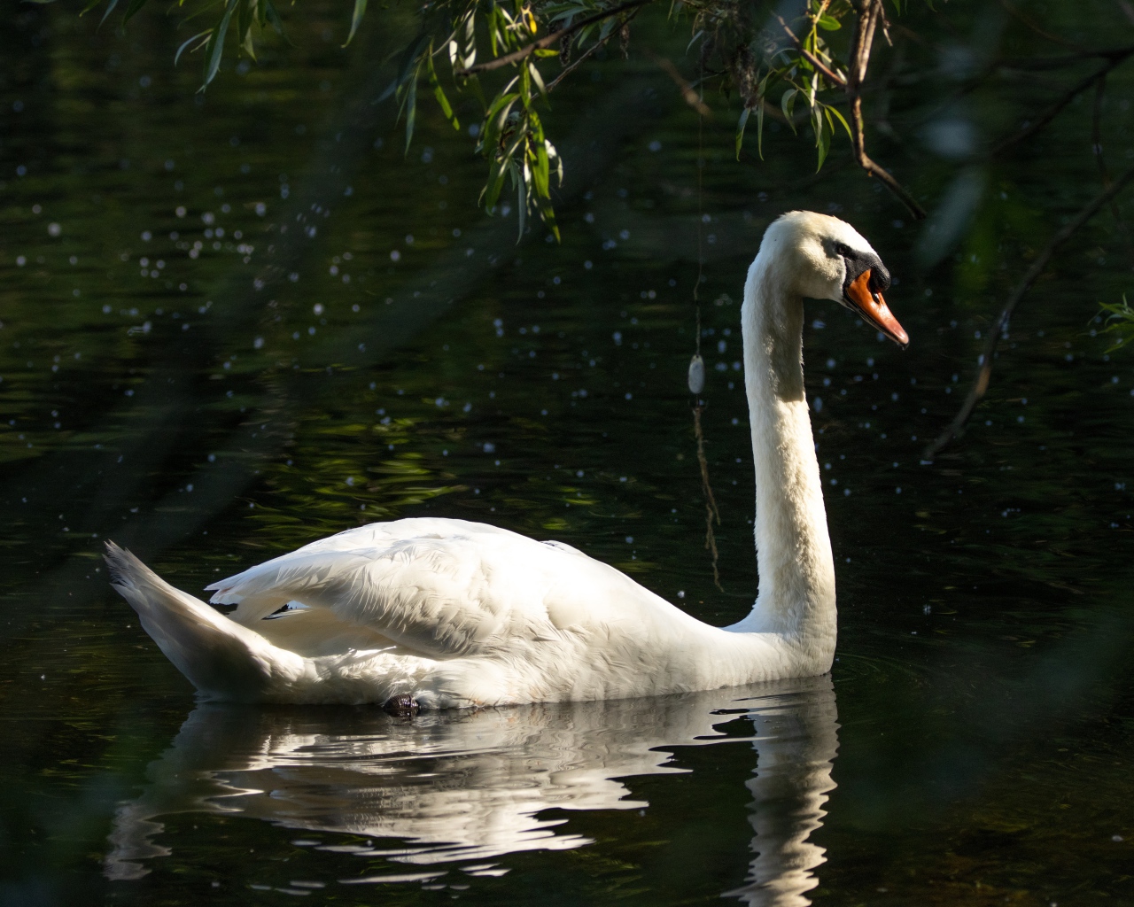 Большой белый лебедь отражается в воде