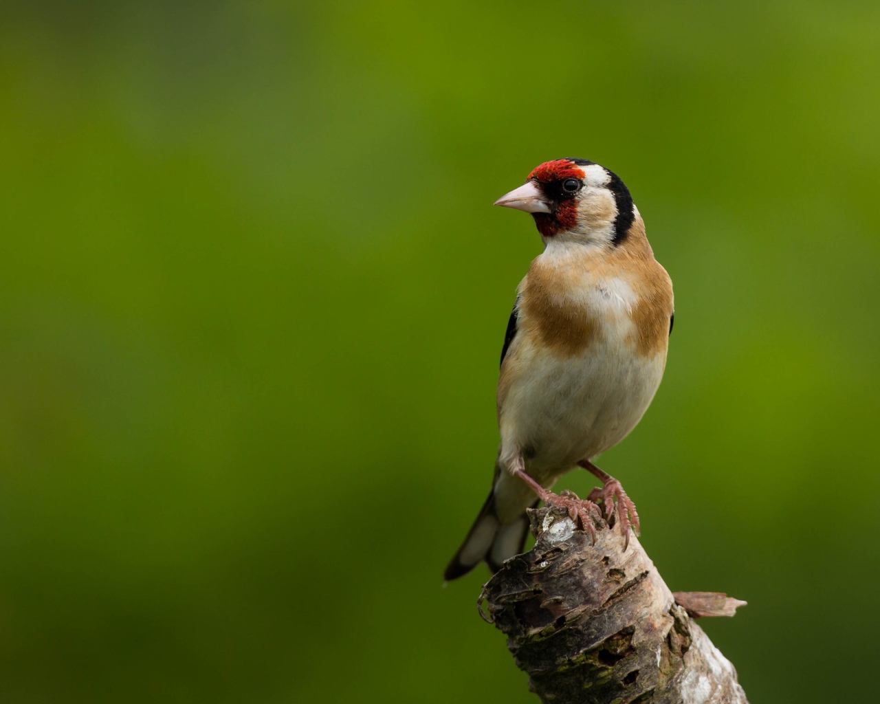 Маленькая птичка сидит на ветке дерева на зеленом фоне