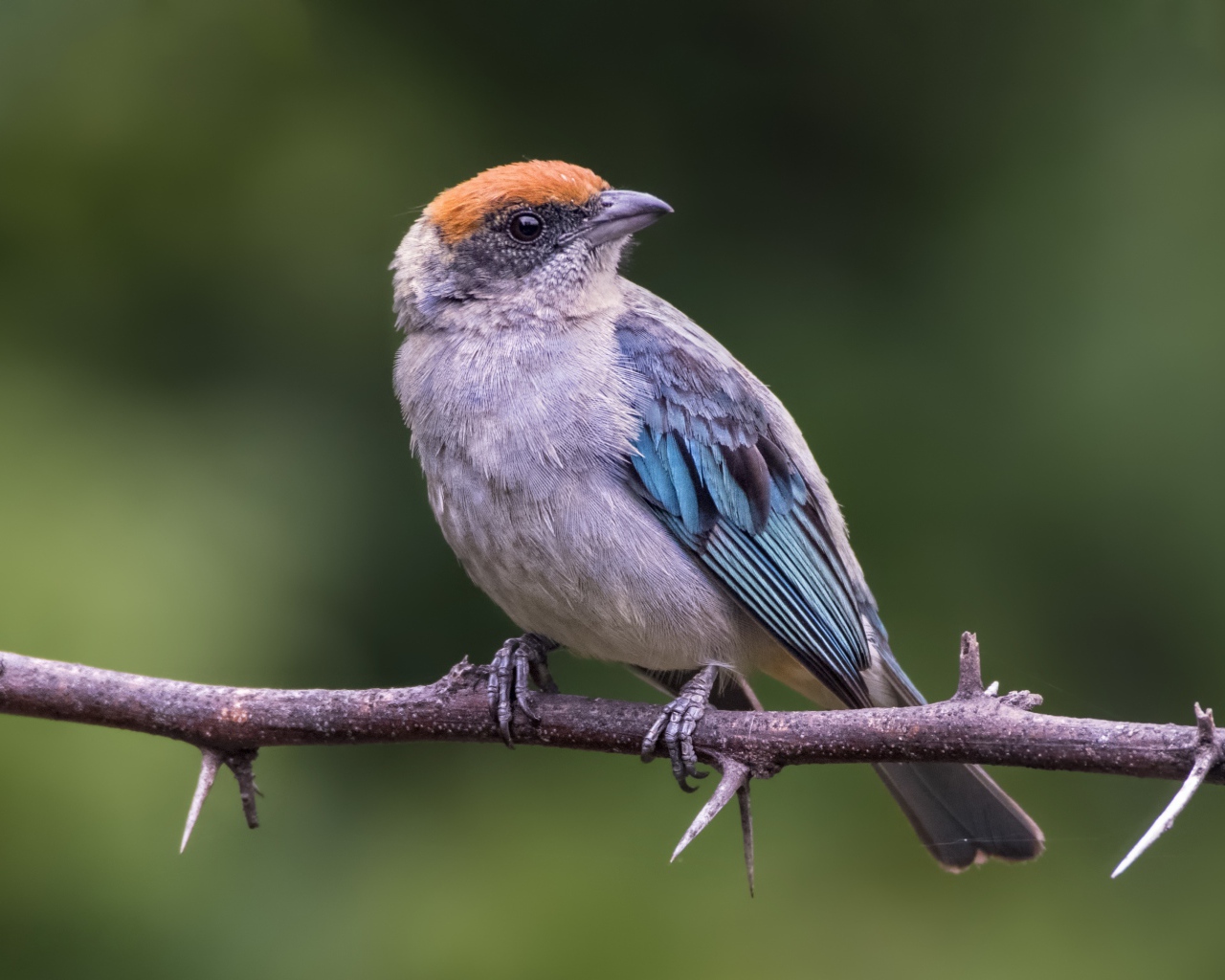 Маленькая птичка сидит на ветке дерева с шипами