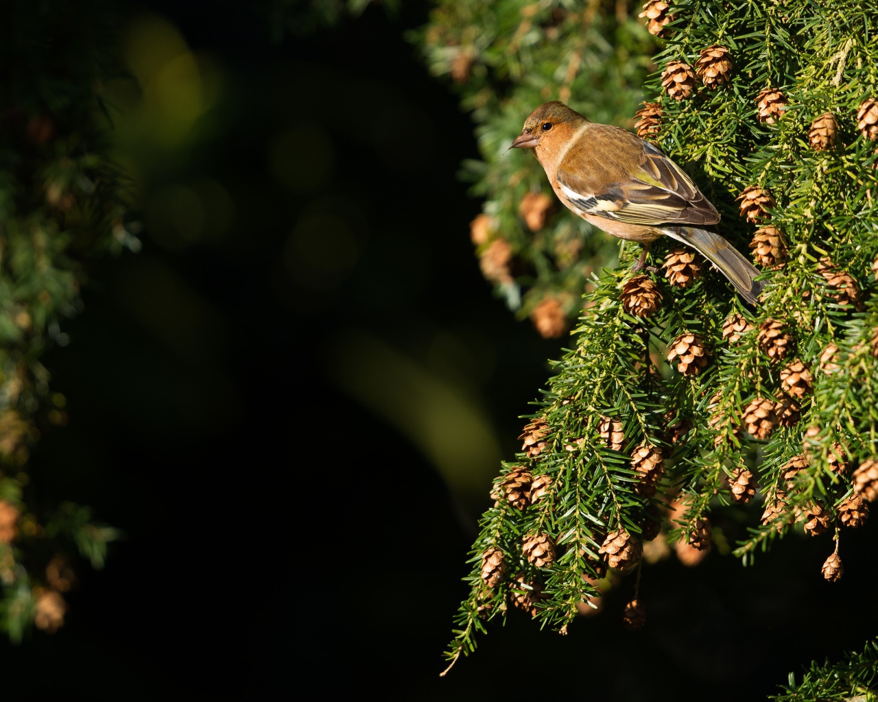 Маленькая птичка сидит на зеленой ветке ели