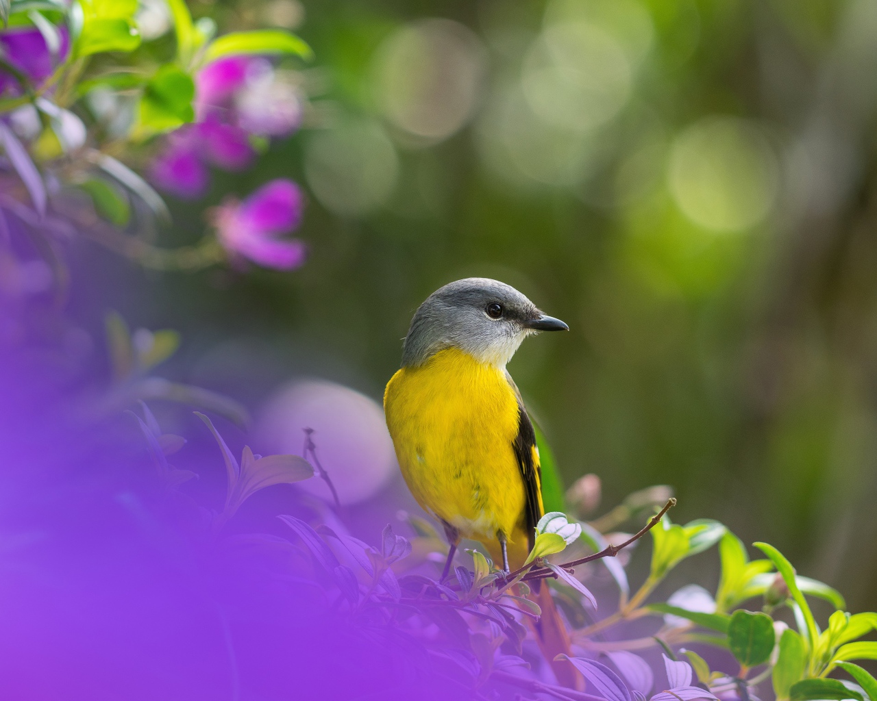 Маленькая птичка сидит на ветке дерева 