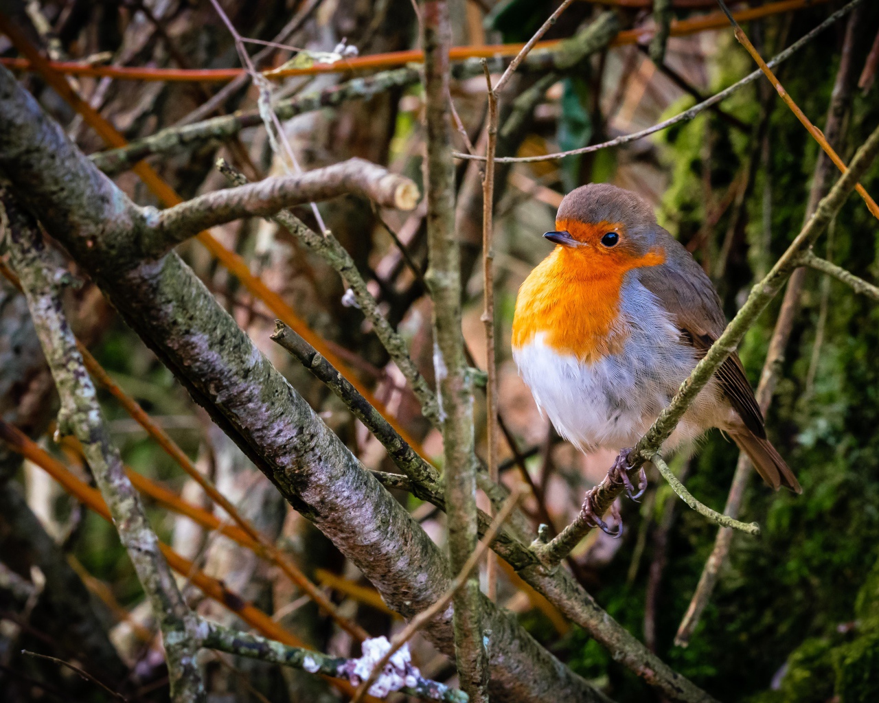 Маленькая птица зарянка сидит в ветках на дереве