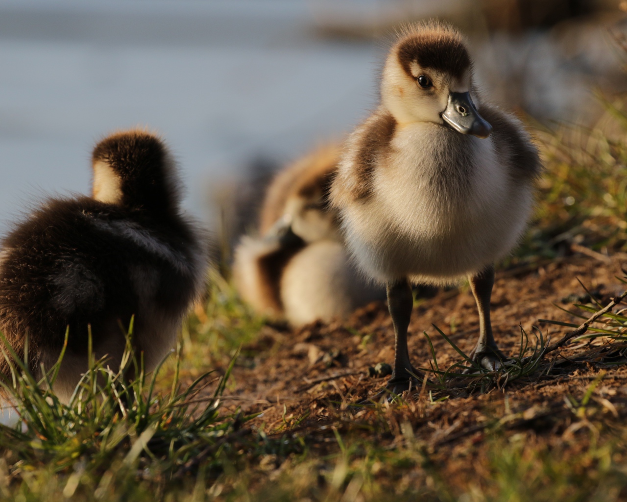 Маленькие утята на берегу озера