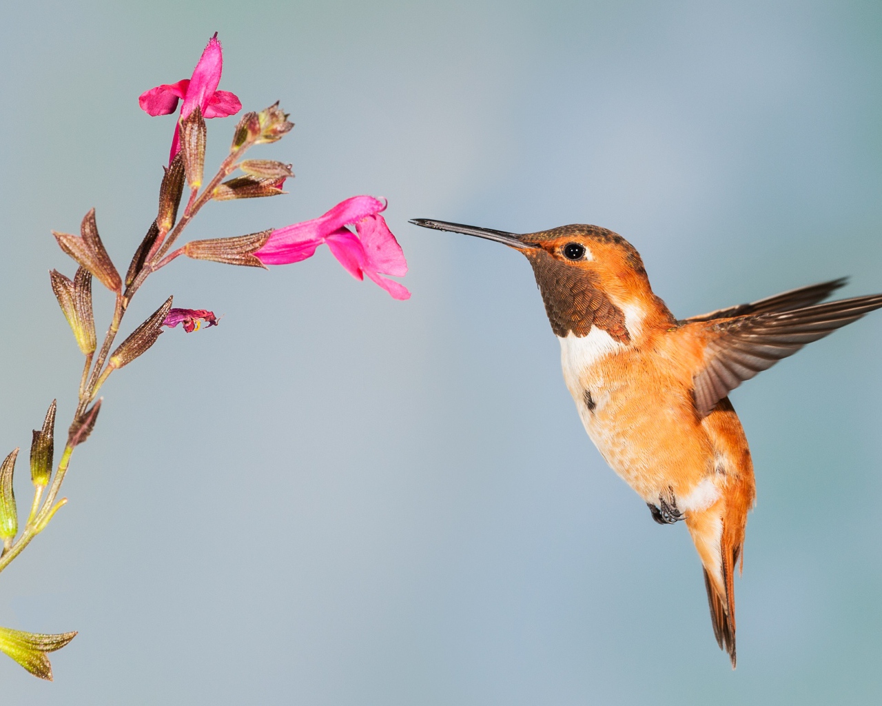 Маленькая птица колибри собирает нектар на розовом цветке 