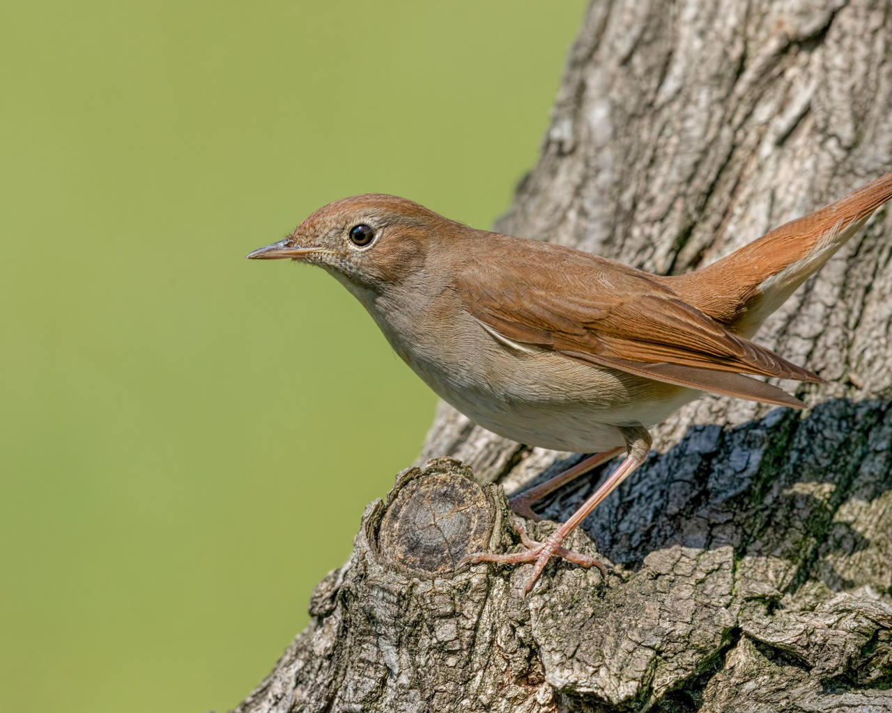 Маленький соловей сидит на дереве 
