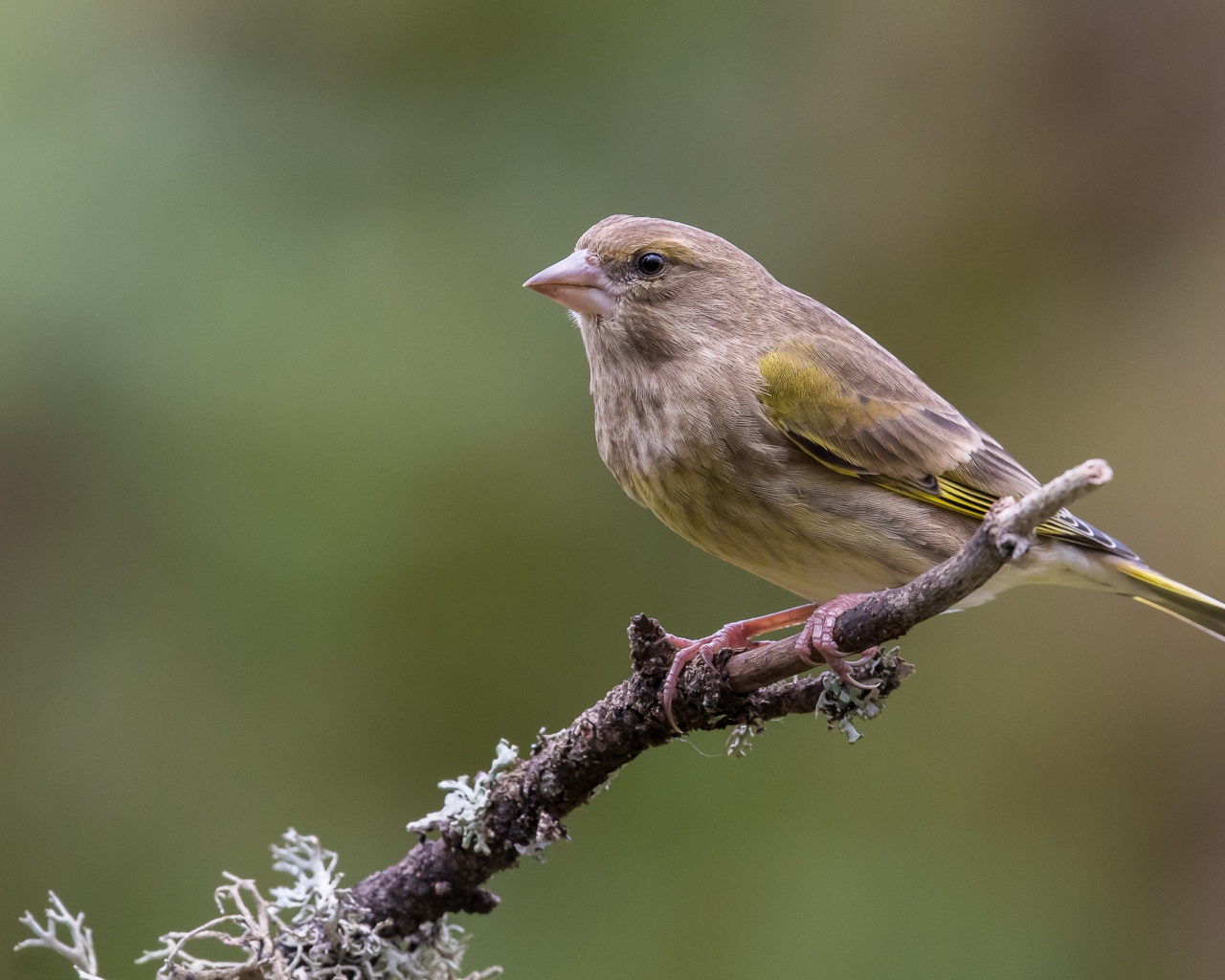 Маленький соловей сидит на ветке дерева крупным планом