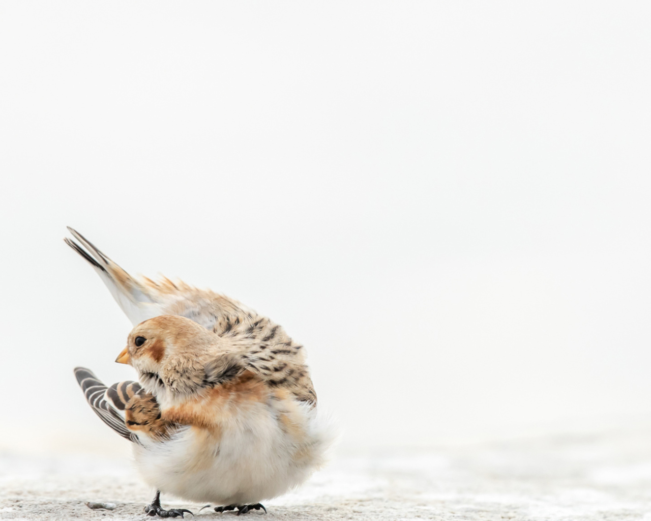 Маленький воробей на белом снегу