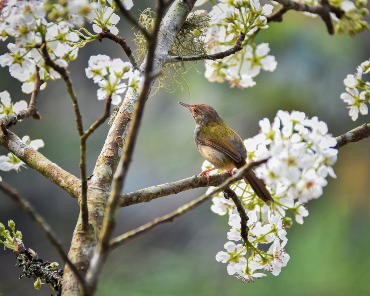 Маленький дрозд сидит на цветущей вишне 