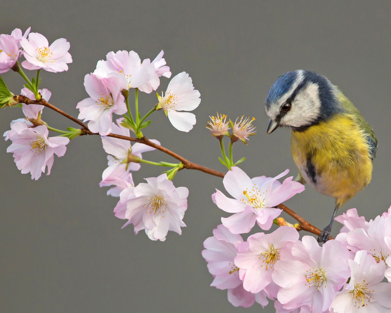 Маленькая синица сидит на ветке с цветами