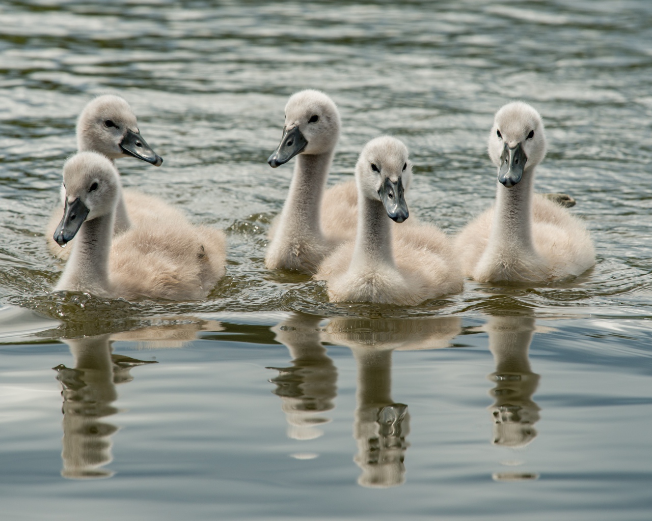 Маленькие дикие лебеди в воде 