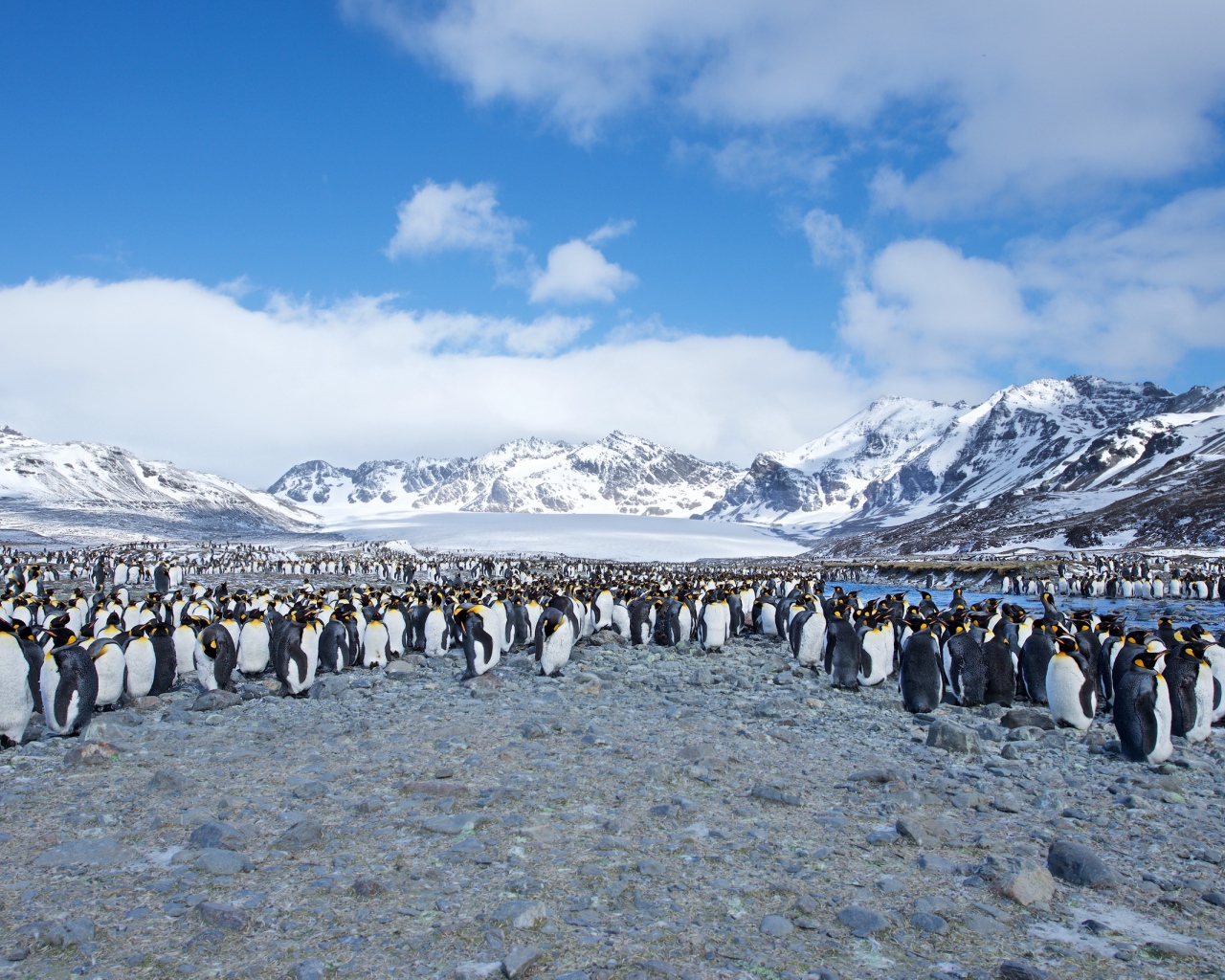 Много пингвинов на берегу на фоне заснеженных гор 