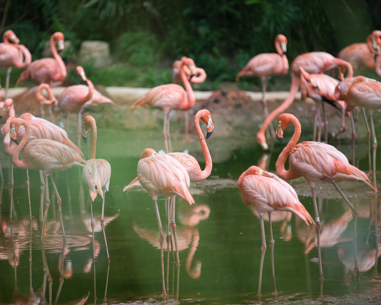 Много розовых фламинго  в воде в зоопарке 