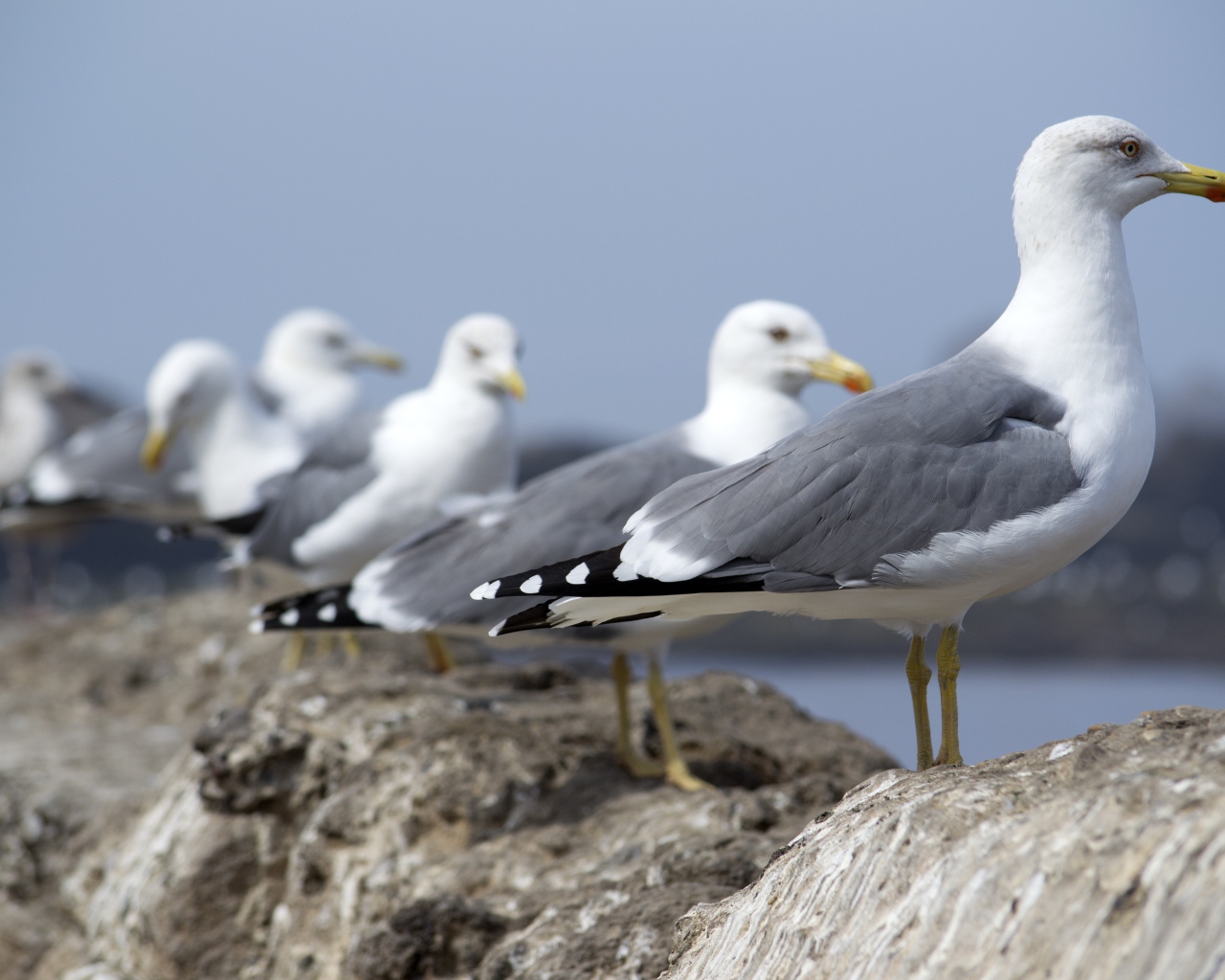 Много морских чаек сидит на камнях 