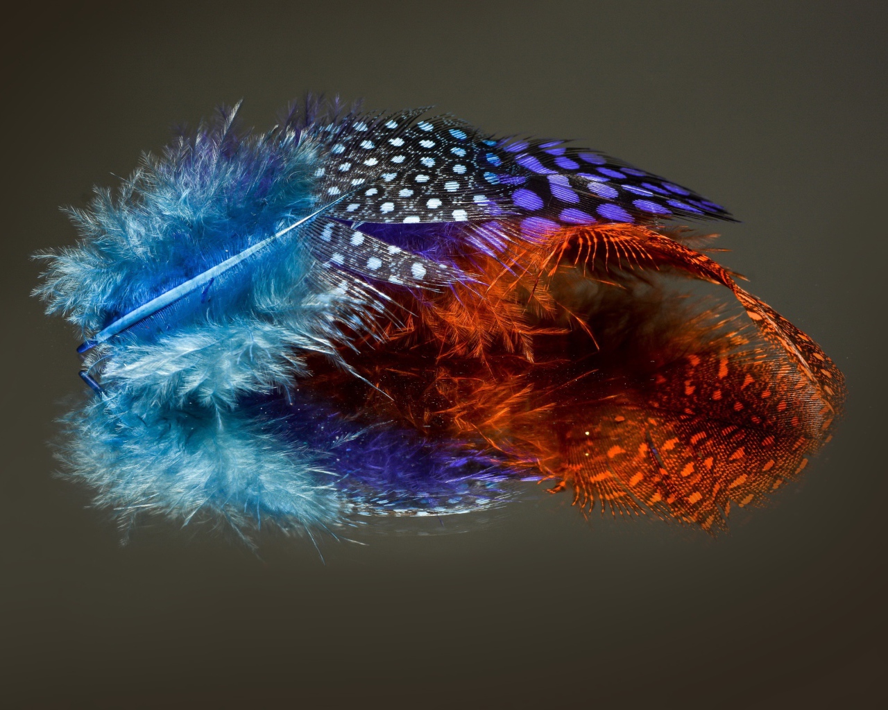 Разноцветные перья на сером фоне