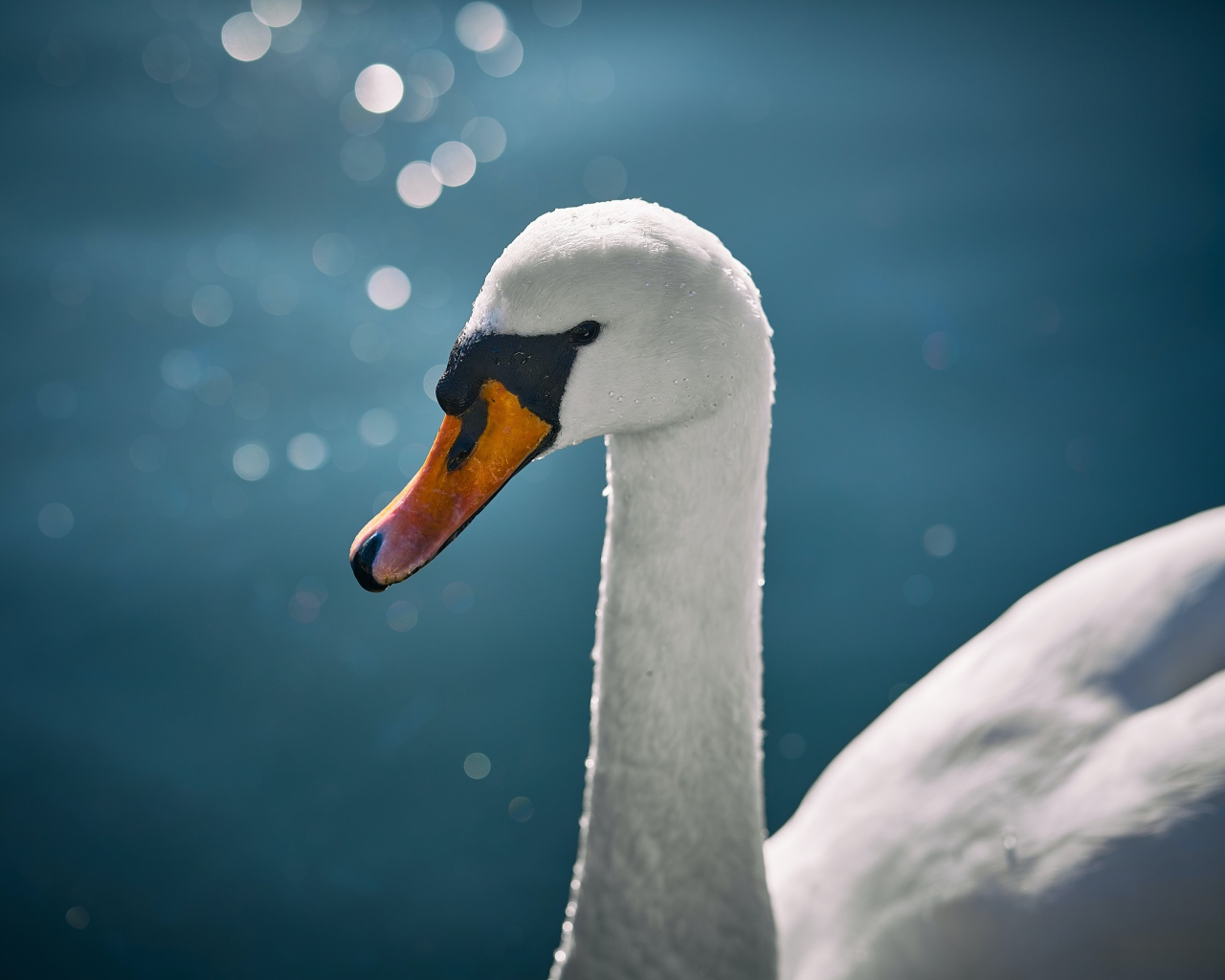 Оранжевый клюв белого лебедя крупным планом