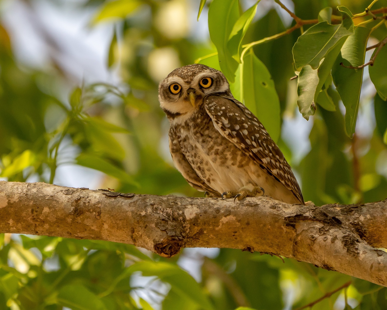Сова сидит на ветке дерева в зеленых листьях