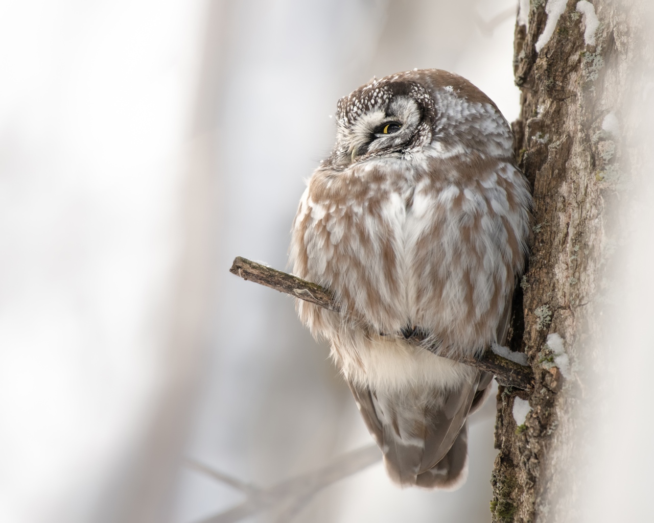 Owl sleeping on a tree branch