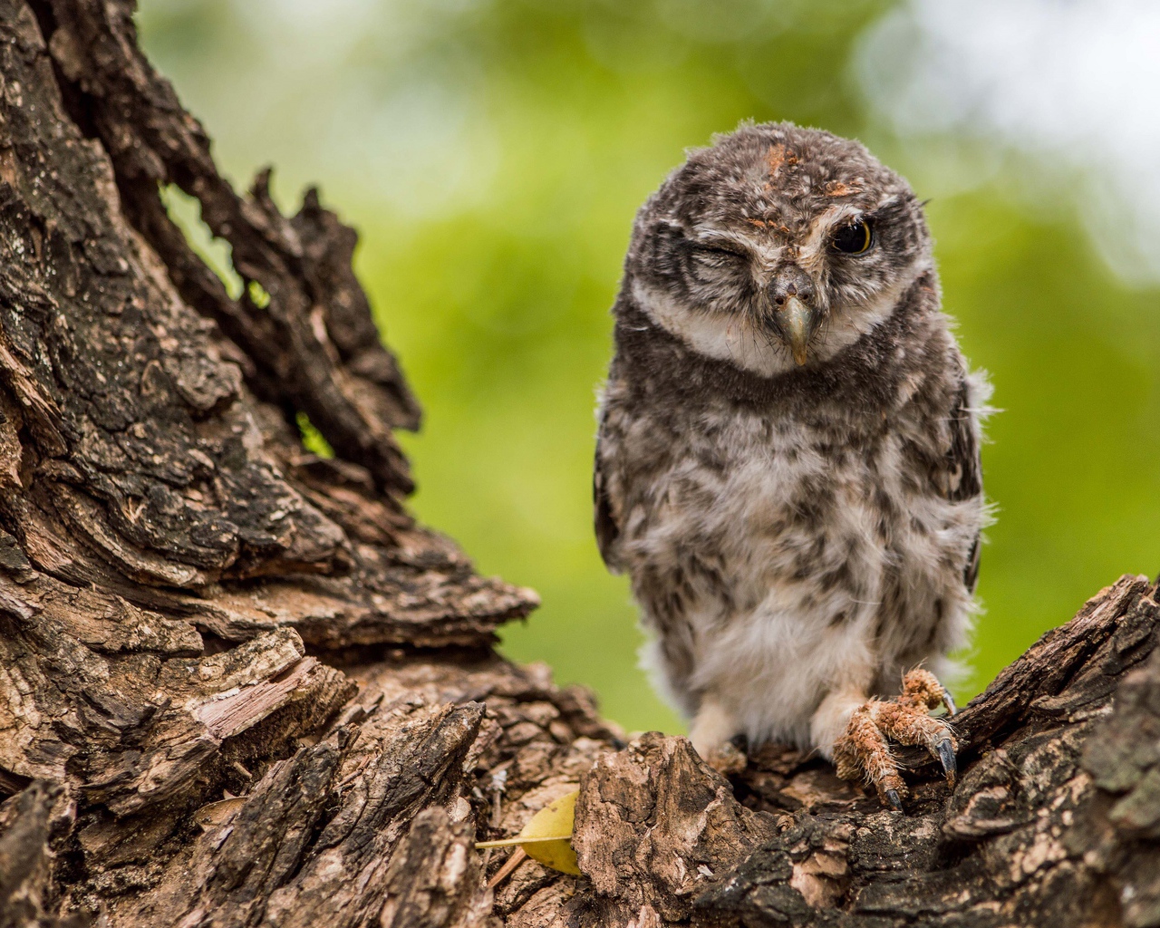 Сова подмигивает на дереве 