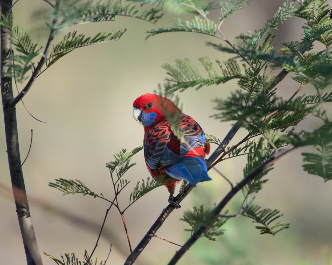 Попугай Красная розелла на ветке дерева