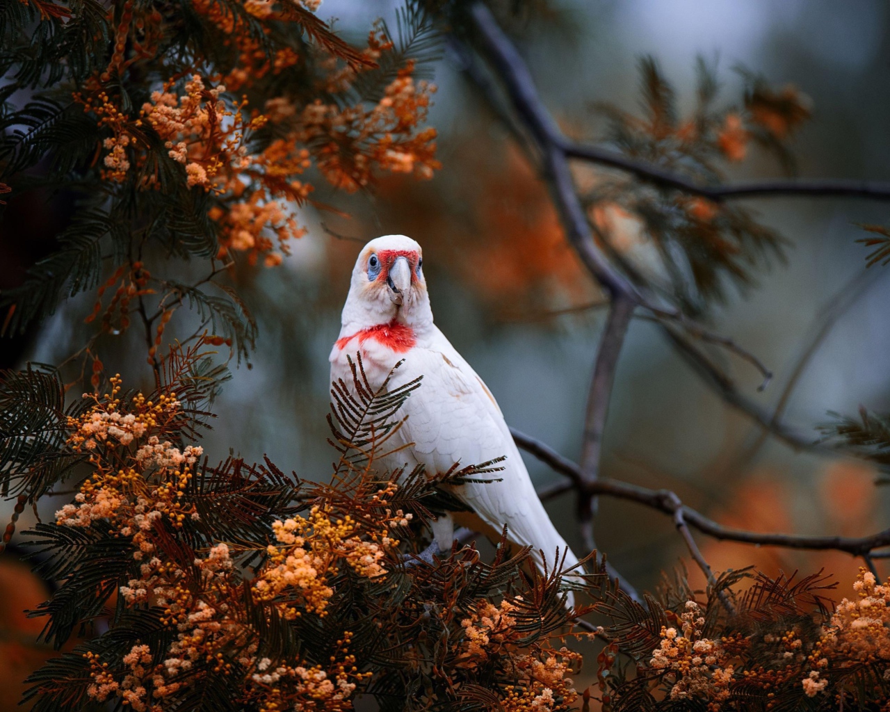 Попугай сидит на ветке туи 