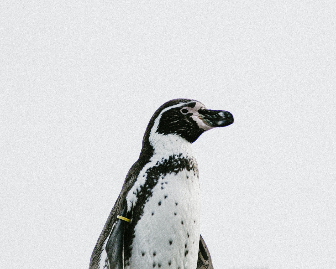 Пингвин на белом фоне крупным планом 