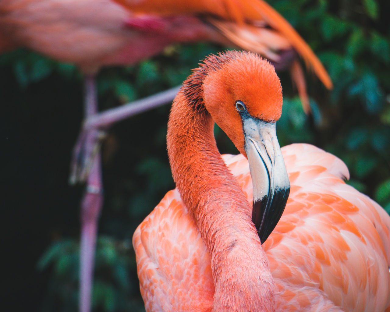 Розовый фламинго с длинным клювом крупным планом