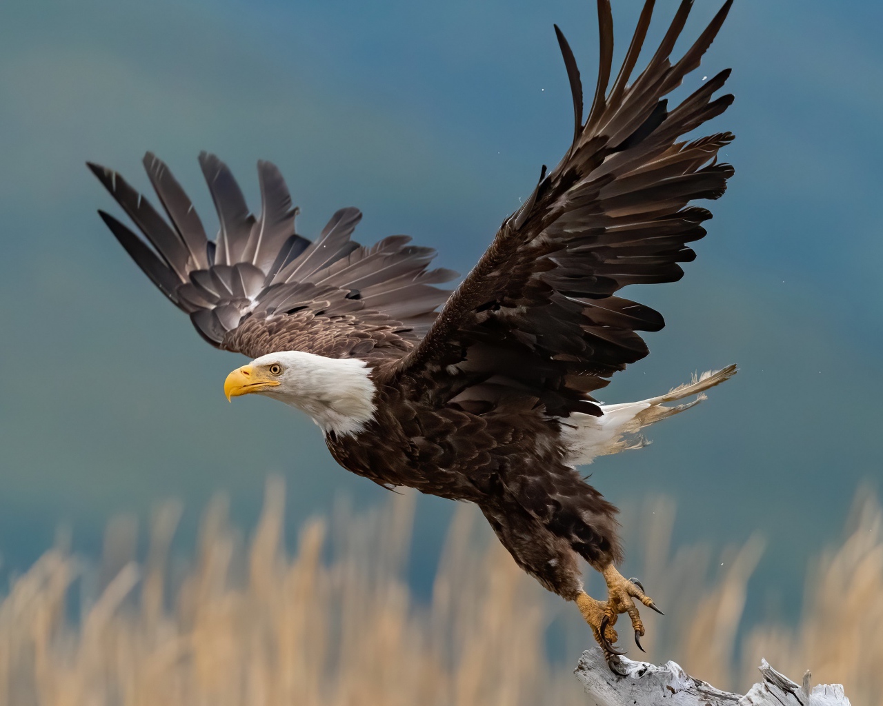 Хищный белоголовый орлан взлетает с ветки 