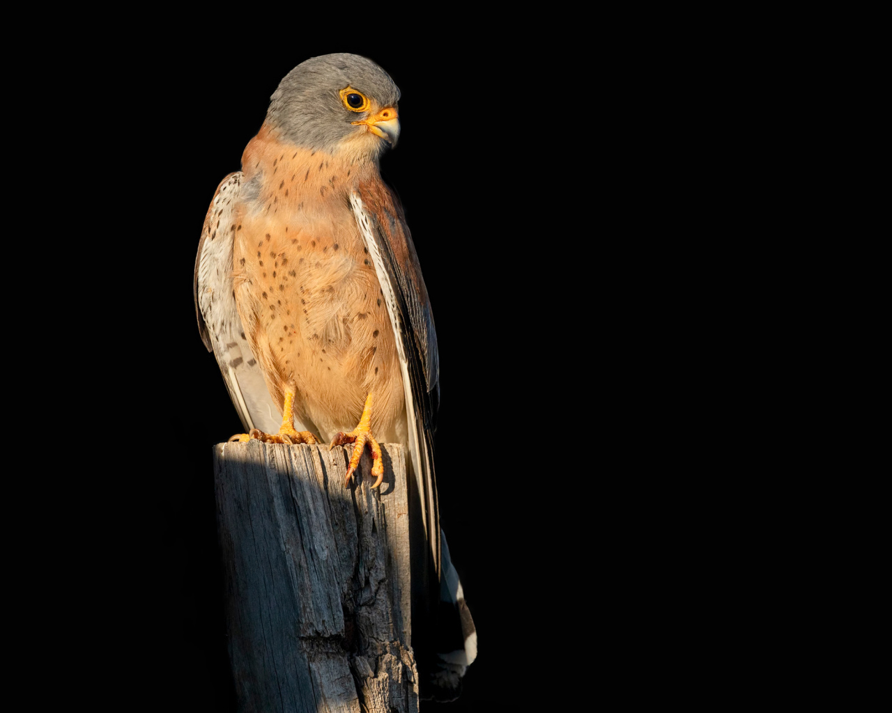 Хищный сокол сидит на сухом дереве на черном фоне