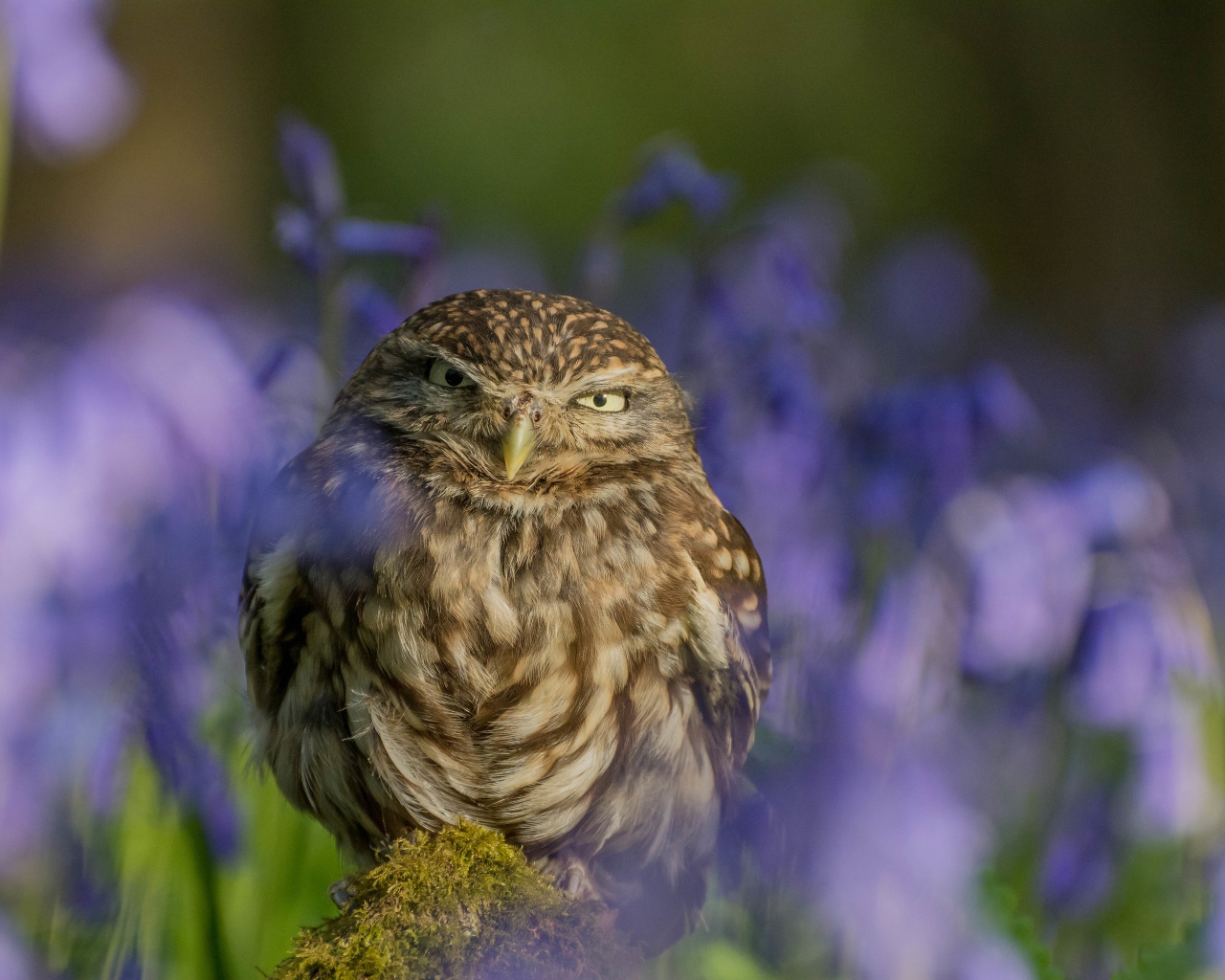 Хищная серая сова сидит на фоне синих цветов