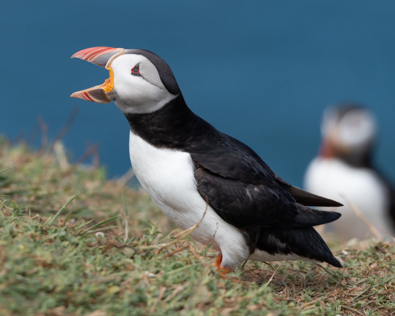 Тупик с открытым клювом на траве