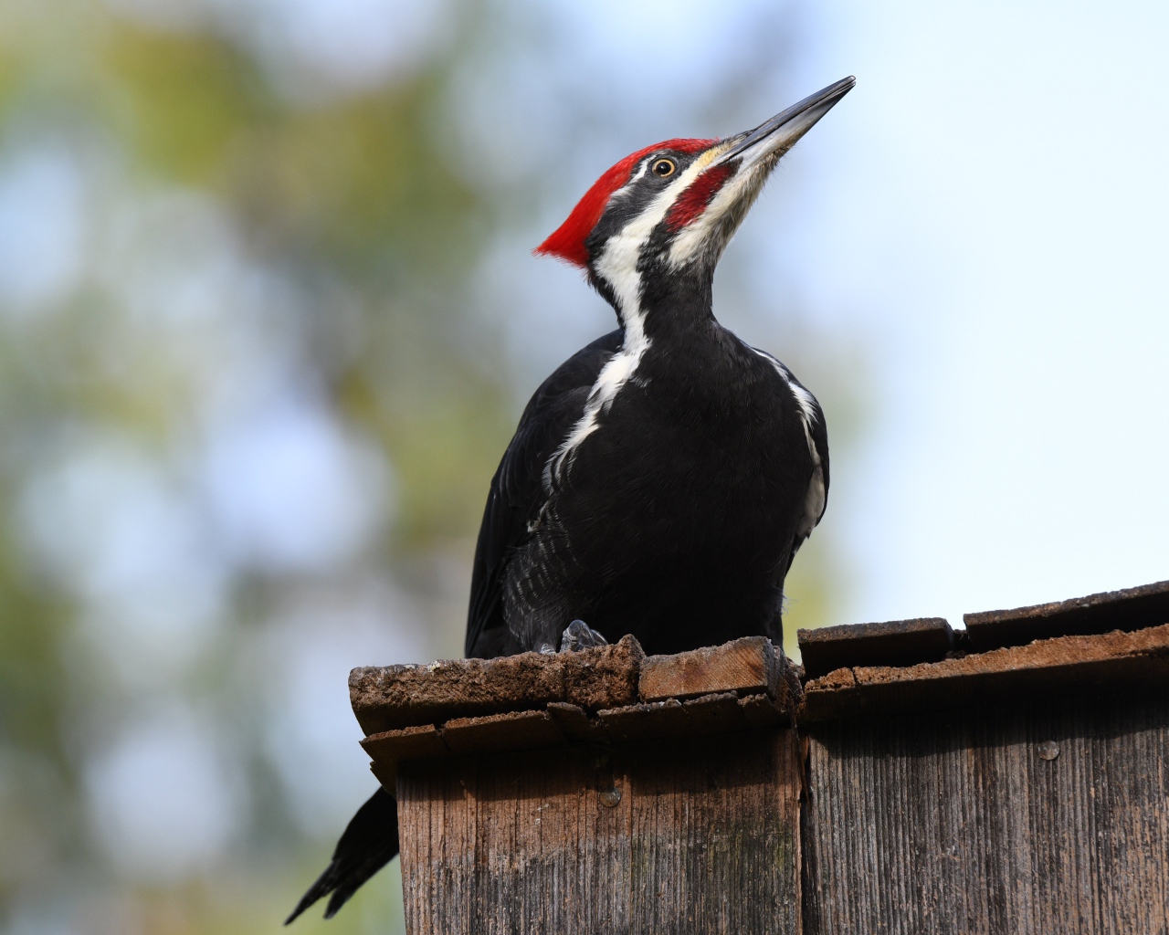 Красноголовый дятел сидит на заборе 