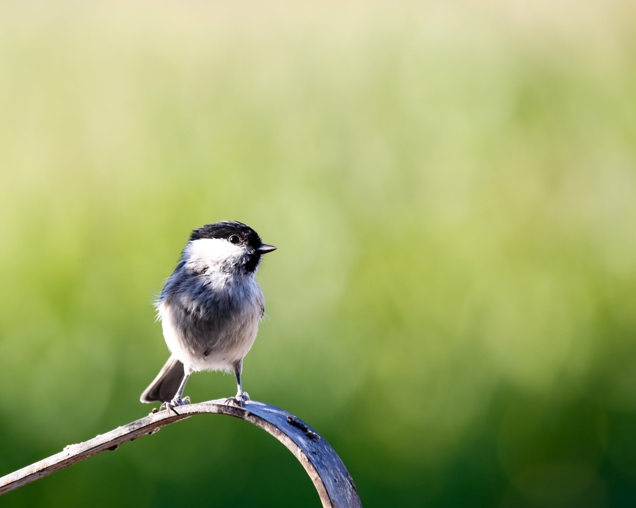 Маленькая птичка крупным планом