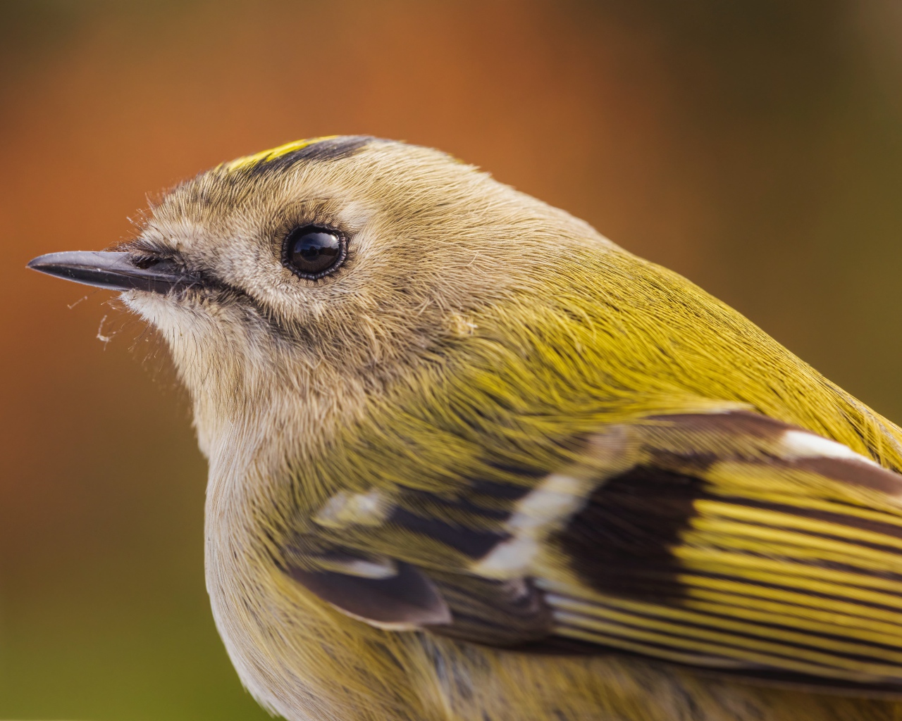 Маленькая птица дрозд крупным планом 