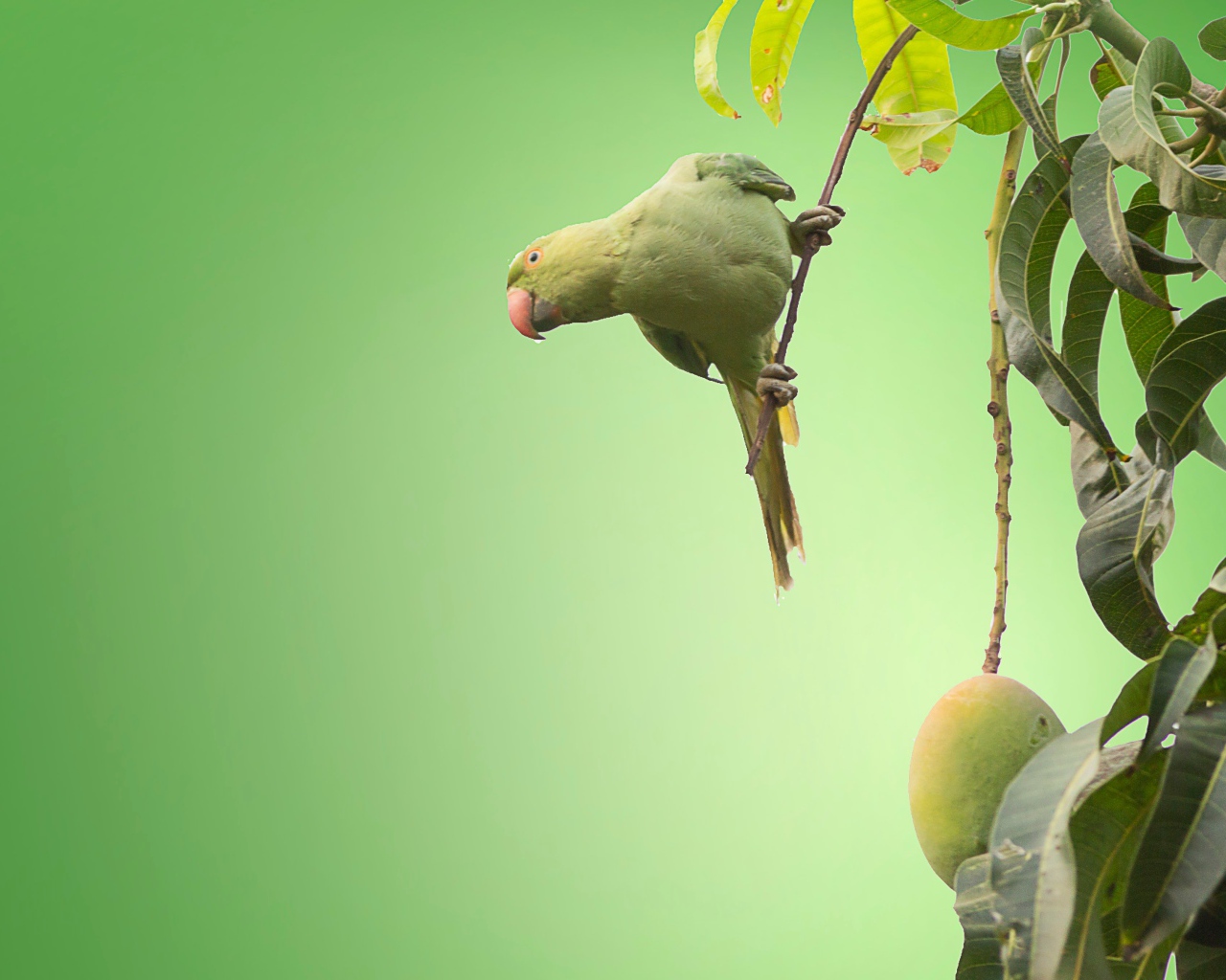 Маленький зеленый попугай сидит на ветке