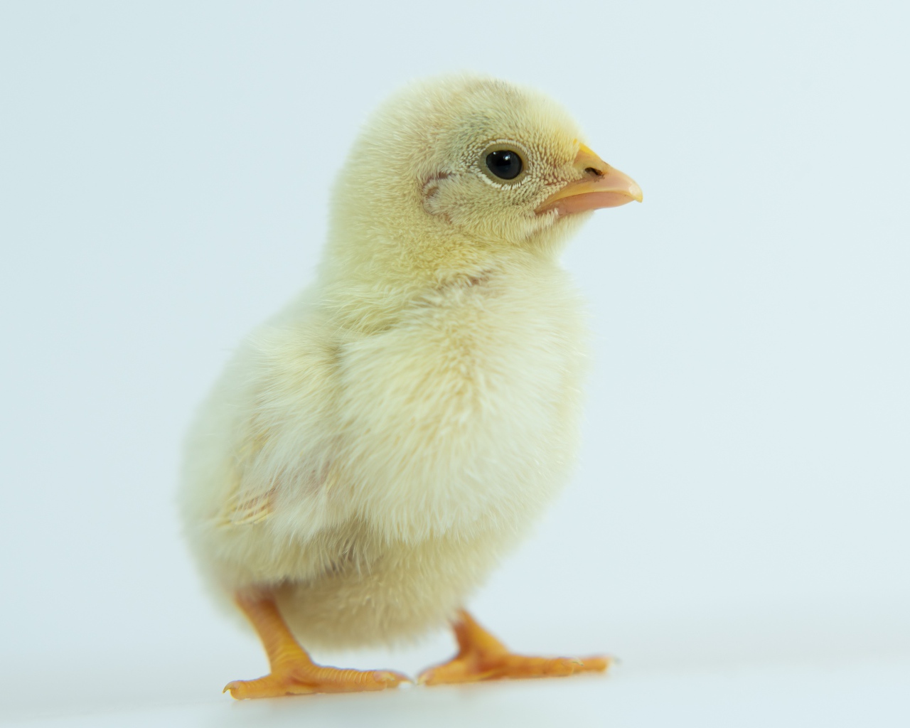 Маленький желтый цыпленок крупным планом