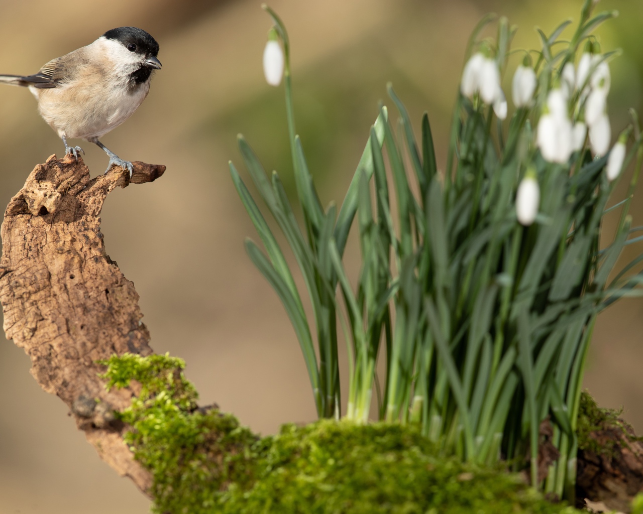 Воробей сидит на коряге у белых подснежников