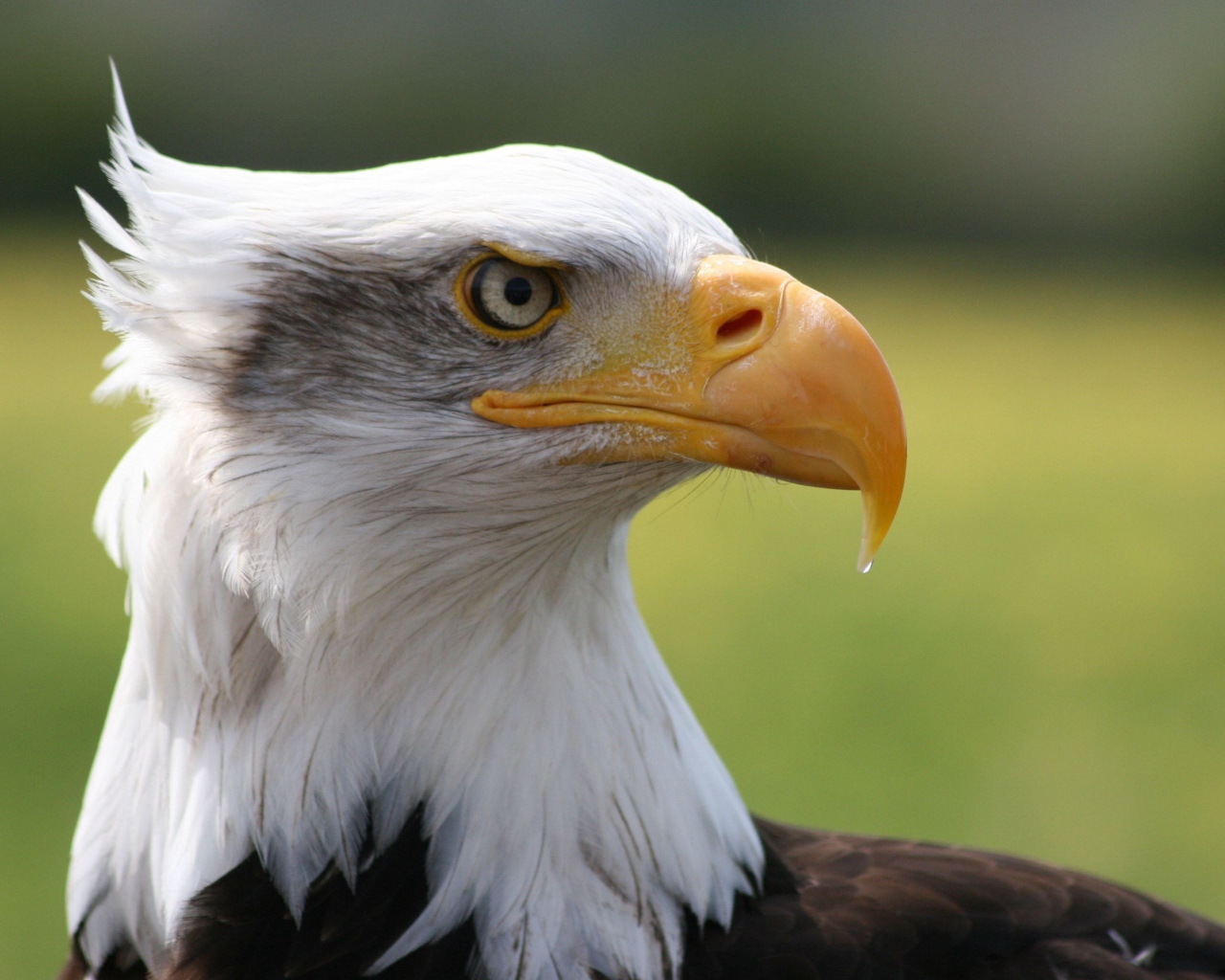 Острый клюв белоголового орлана 