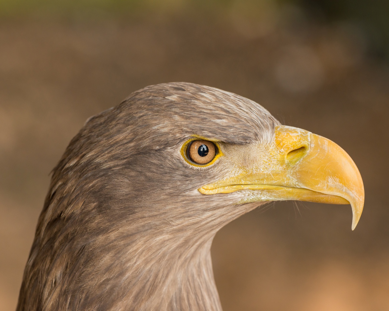 Острый клюв хищной птицы 