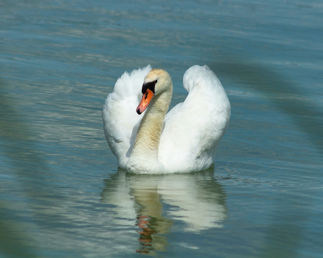 Плавное движение грациозного белого лебедя 
