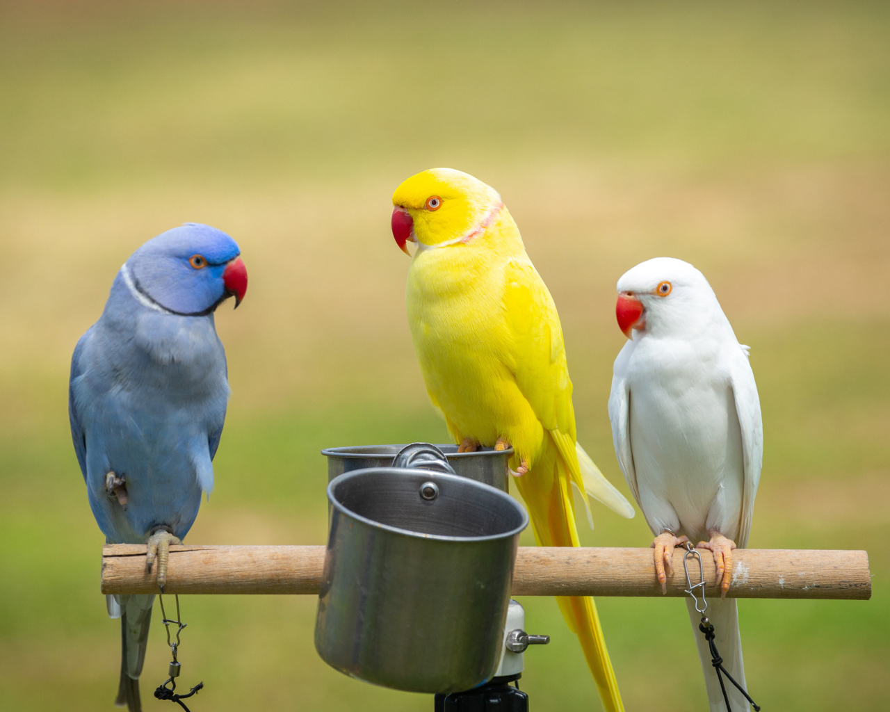 Три разноцветных попугая сидят на жердочке с едой 